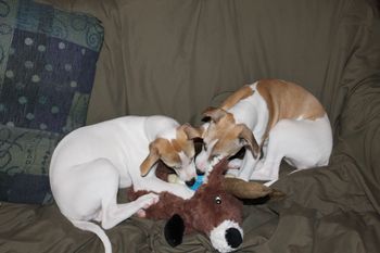 Sophie and Miriam..playing on the couch..
