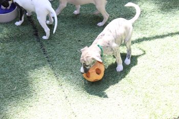 IKE loves this ball....Hint Hint Mommy Danielle....LOL
