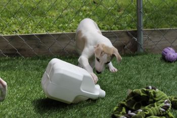 Claire playing with a simple milk jug....how fun....LOL
