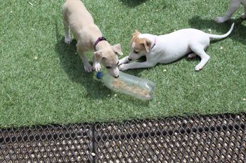 Rattle Bottle Fun! Apple&Sophie-(Sophie Available)
