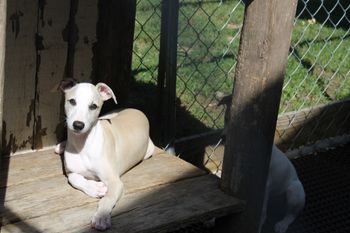 Beautiful Seren loves to sun bath...
