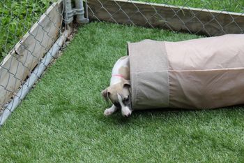 Celeste having tunnel fun...
