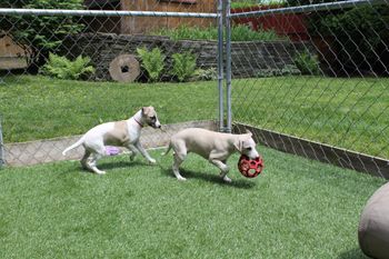 Playing ball Celeste and Destiny...
