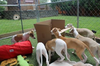 Ohh...Daddy gave us a box to play with,YIPPIE...what fun!
