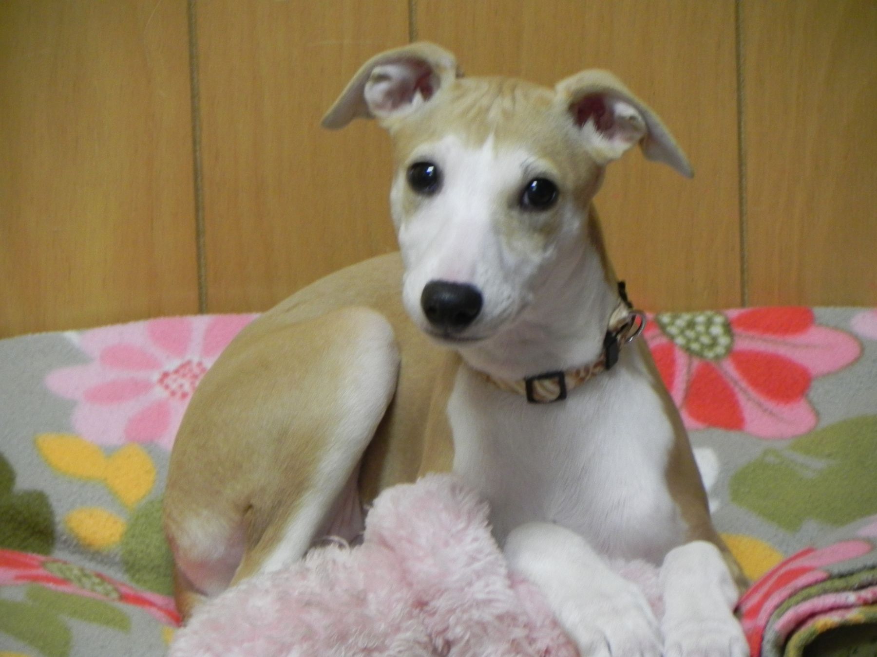 Whippet deals puppies rescue