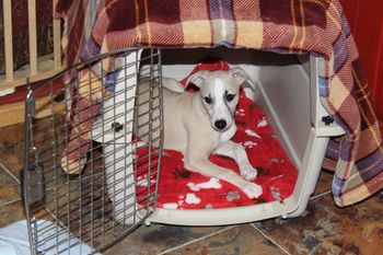 Crate training going great,we love our crate!
