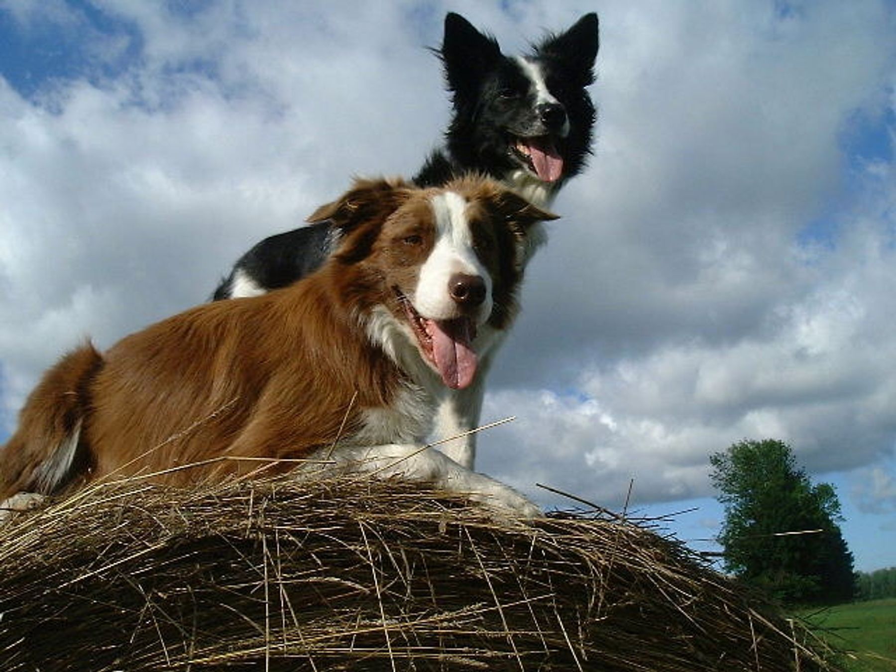 Rescue 2024 border collie