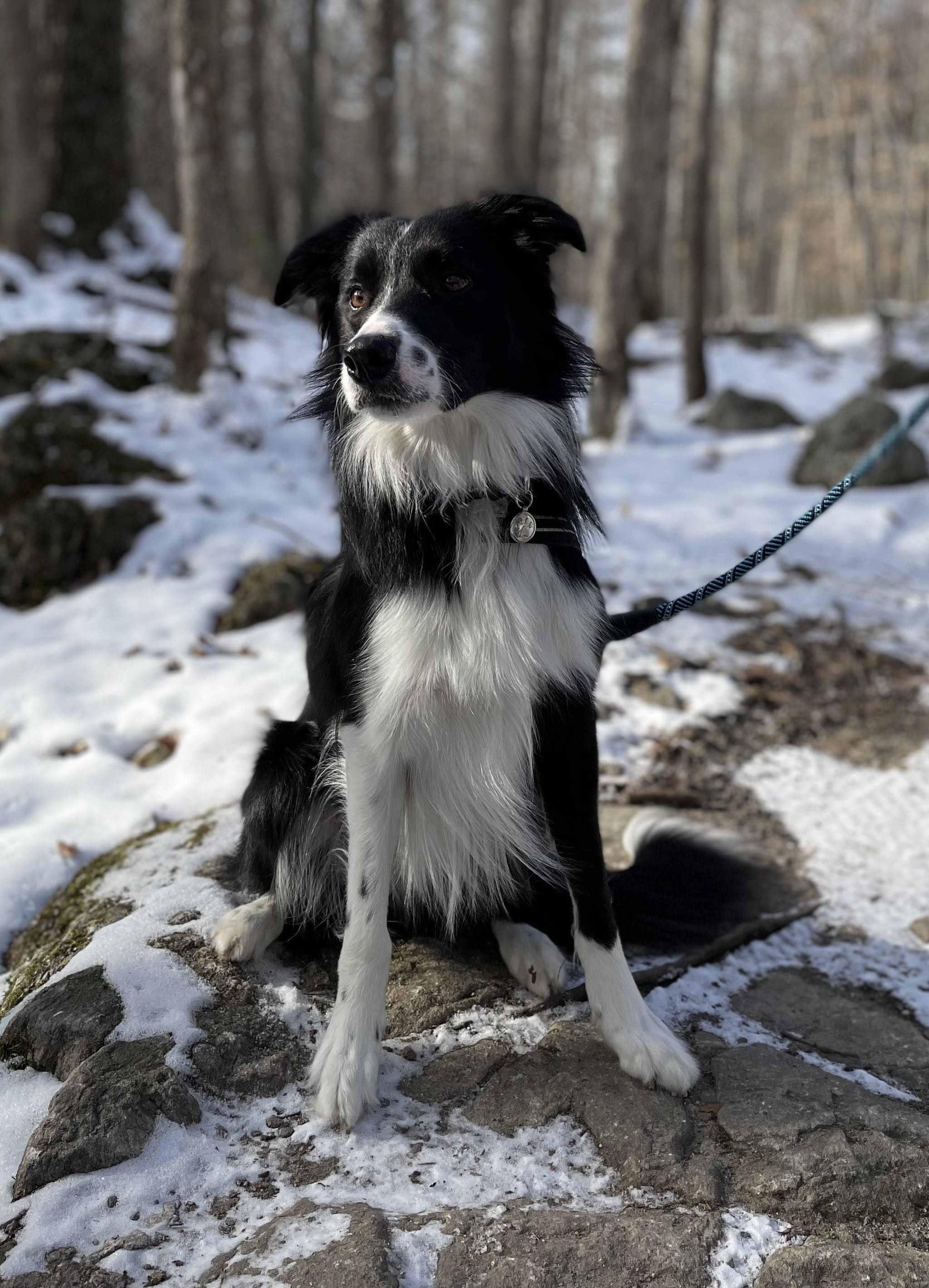 Border collie hot sale mix rescue