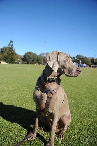 6 year old Zac surrendered and rehomed July 2010
