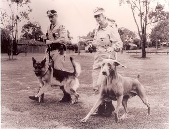 Police dog and Ghostwind Silver Saab CD 1995
