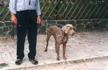 1997 Weimaraner Club of Germany Centennial National Show
