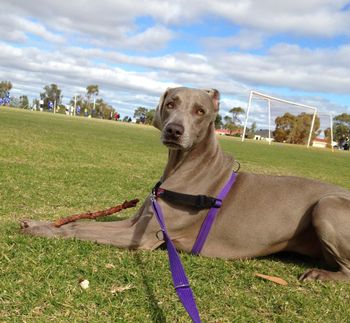 4 year old Remy surrendered and rehomed June 2013
