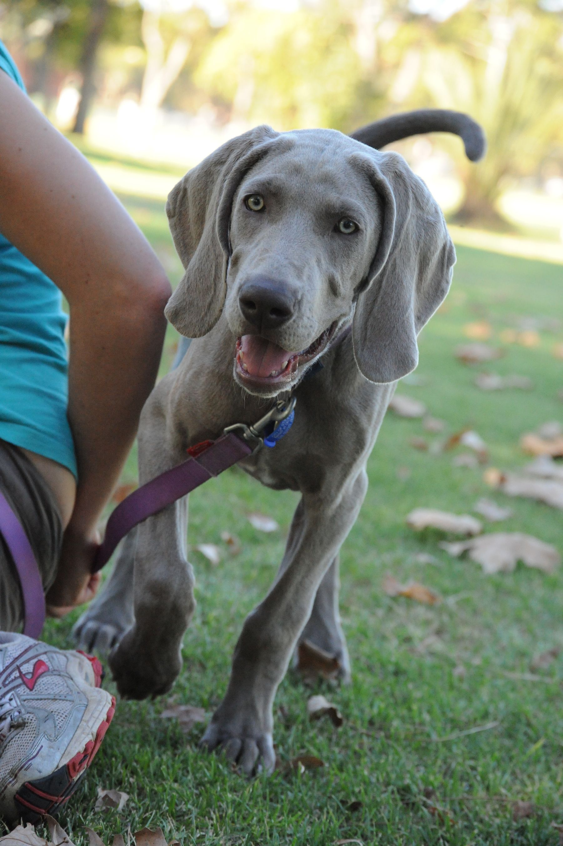 6 month hot sale old weimaraner