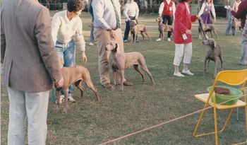 German Breed Warden judging Weimaraner Club of WA Championship Show 1988
