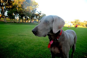 11 year old Luka on her birthday in her park in 2010
