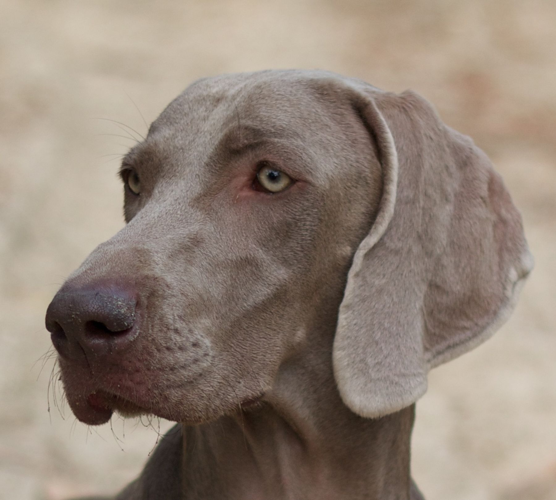 Talking weimaraner clearance