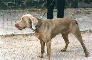 1997 Weimaraner Club of Germany Centennial National Show
