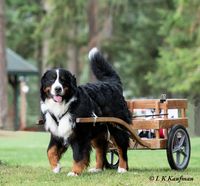 Bernese Mountain Dog Club Of Greater Seattle Draft Test
