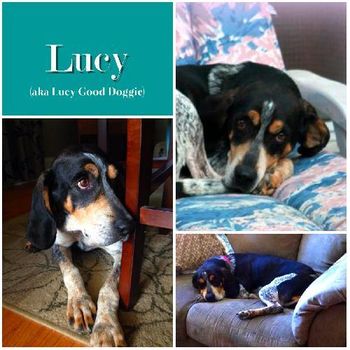 Lucy Good Doggie
