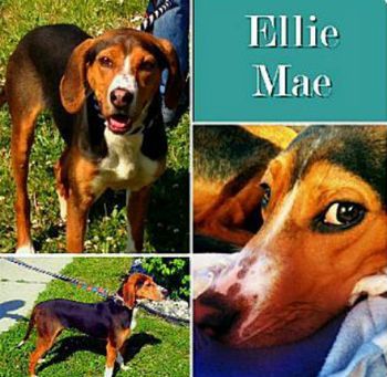 Ellie Mae (now Gretel)
