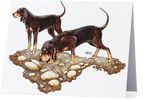 Coonhound Note Cards