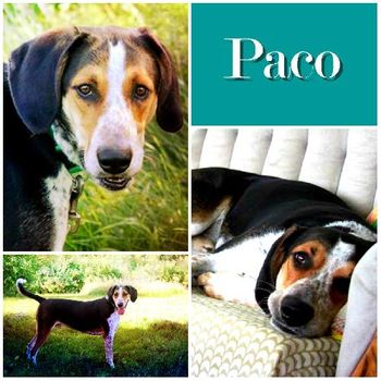 Paco
