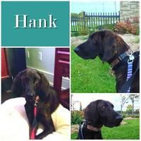 Hank
