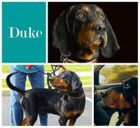 Duke
