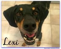 Scout (Lexi)
