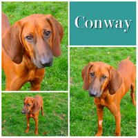 Conway
