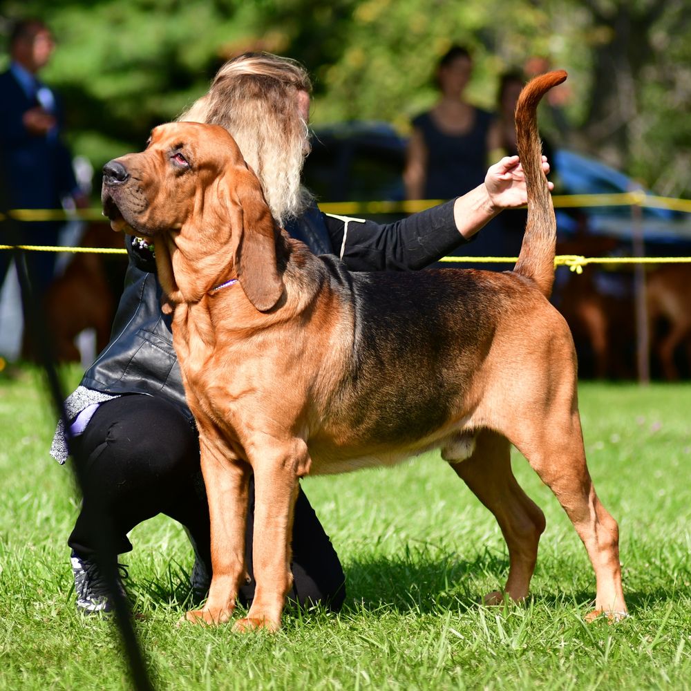 Bloodhound kennels best sale