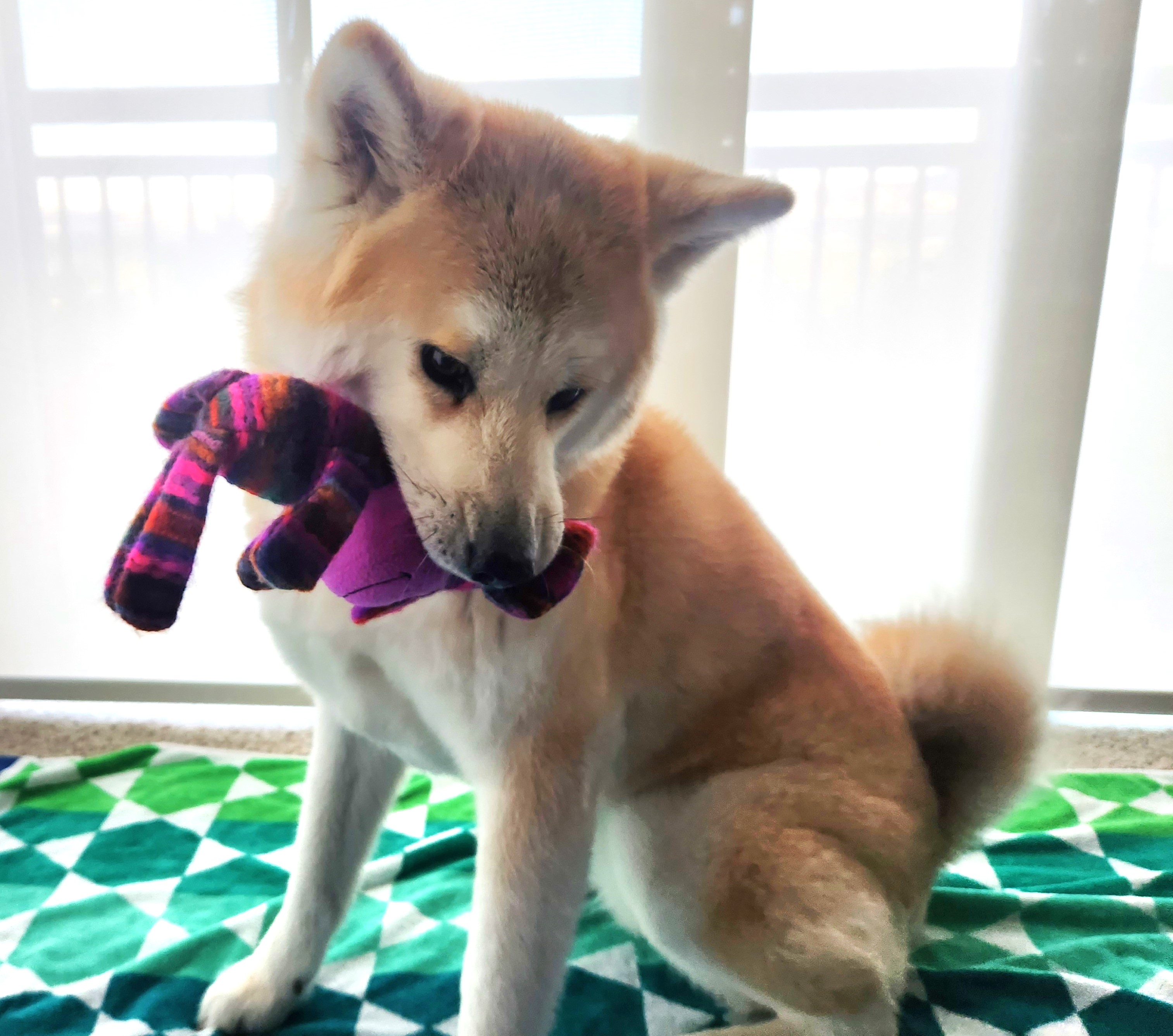 Namaste Akita Rescue Alliance Adoptable Akitas in California