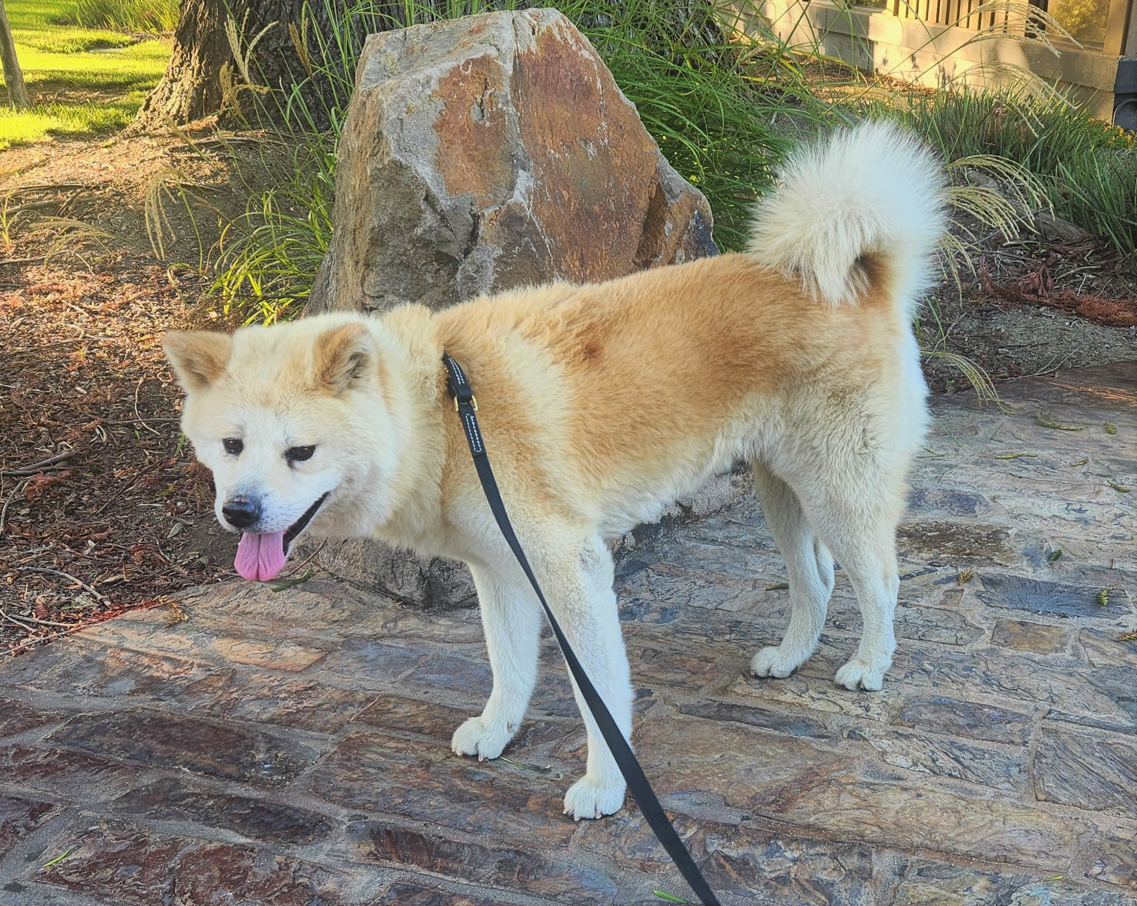 Namaste Akita Rescue Alliance - Adoptable Akitas in California