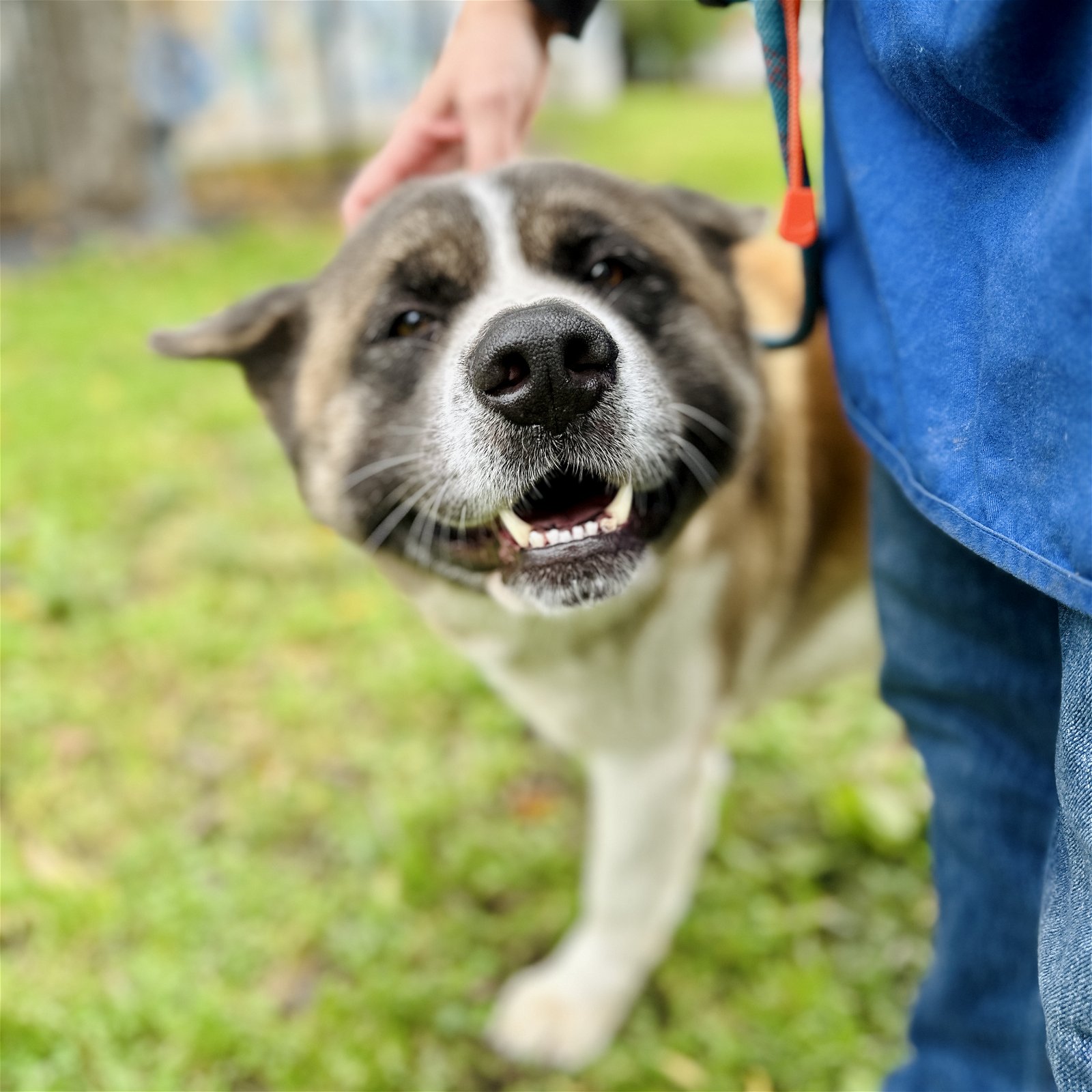 Namaste Akita Rescue Alliance Adoptable Akitas in California