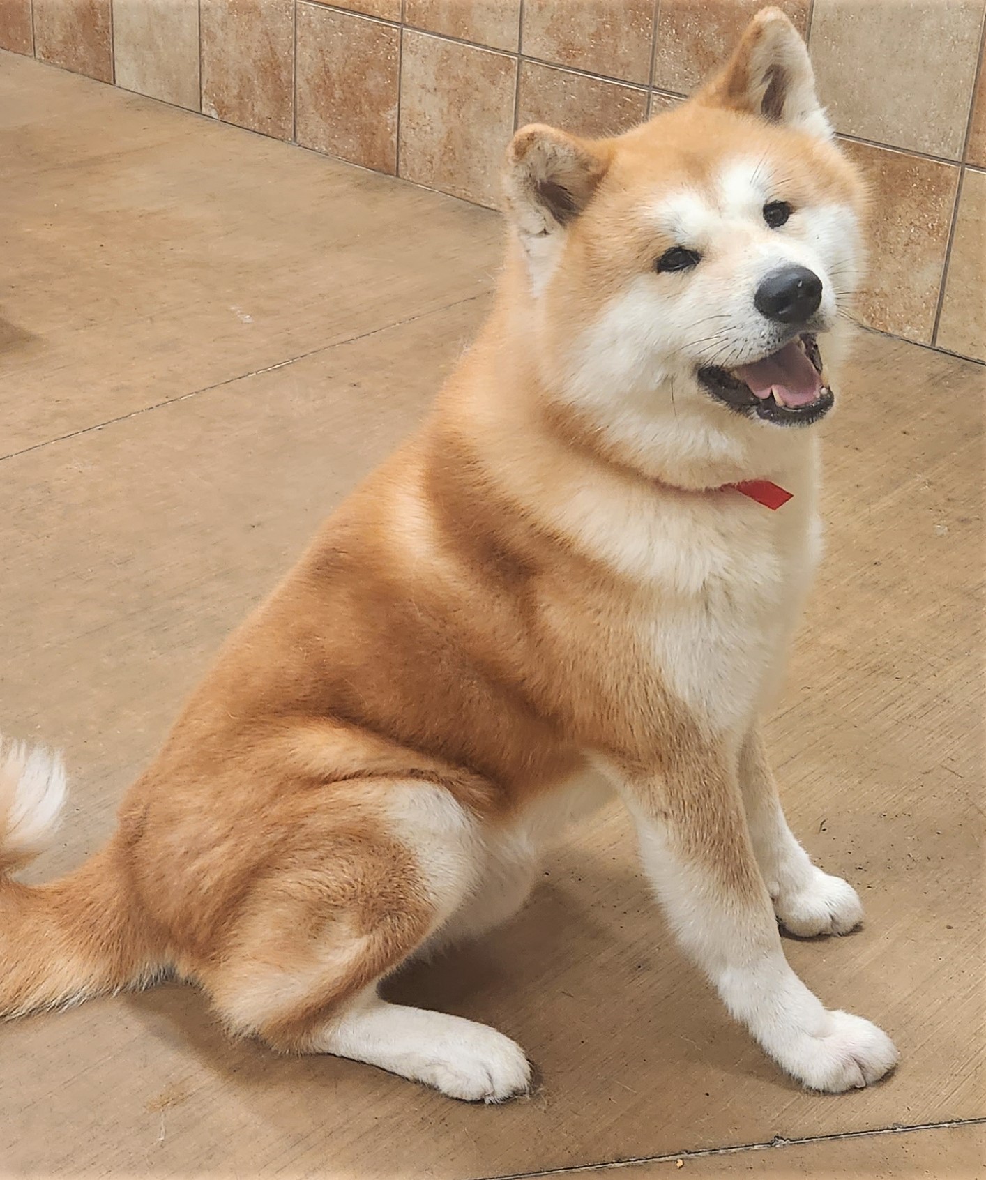 Akita best sale dog rescue