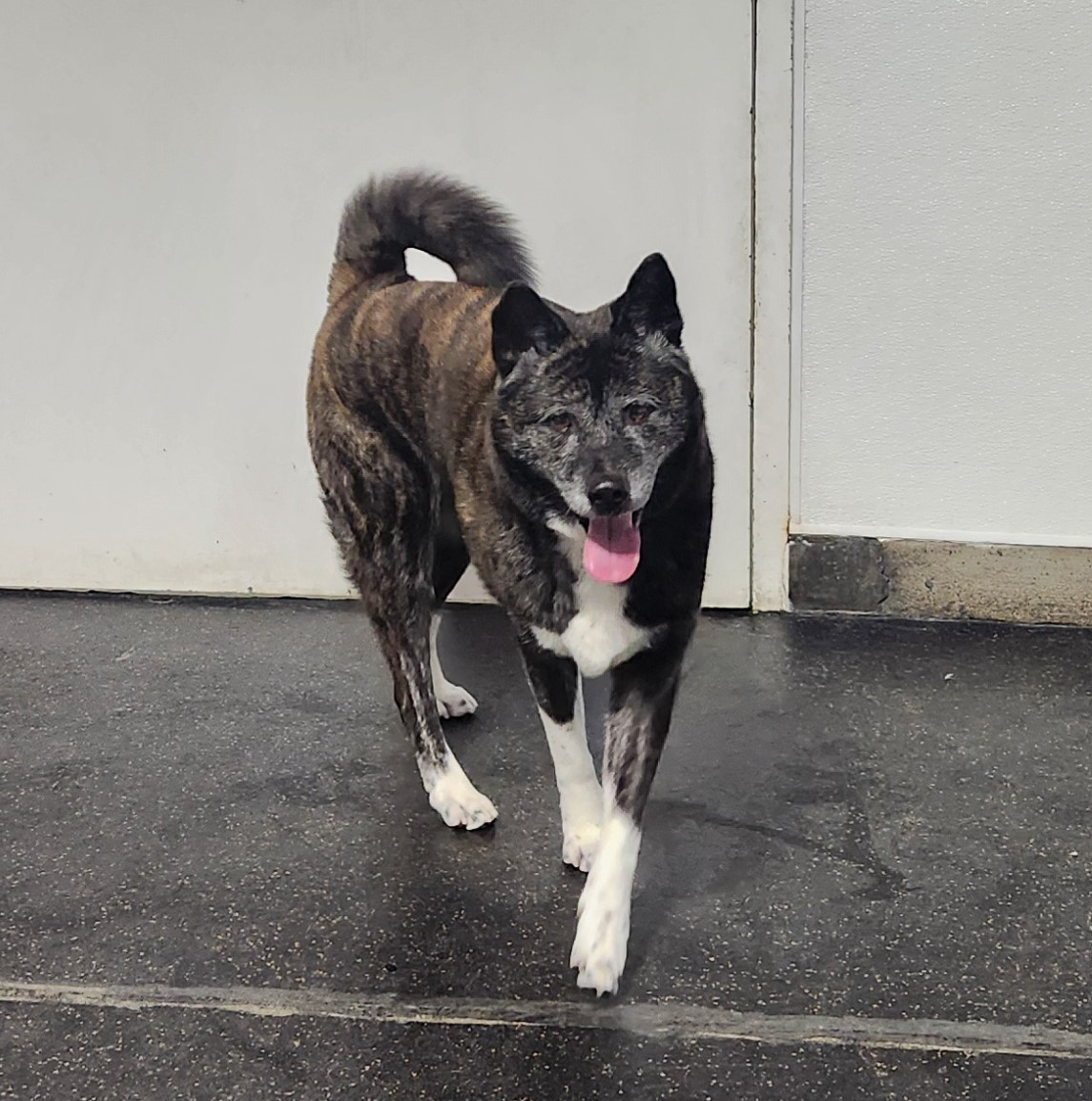 Namaste Akita Rescue Alliance Adoptable Akitas in California