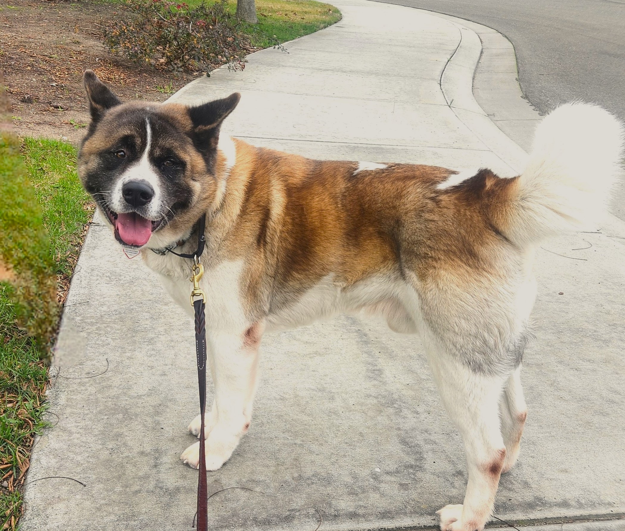 Namaste Akita Rescue Alliance Adoptable Akitas in California