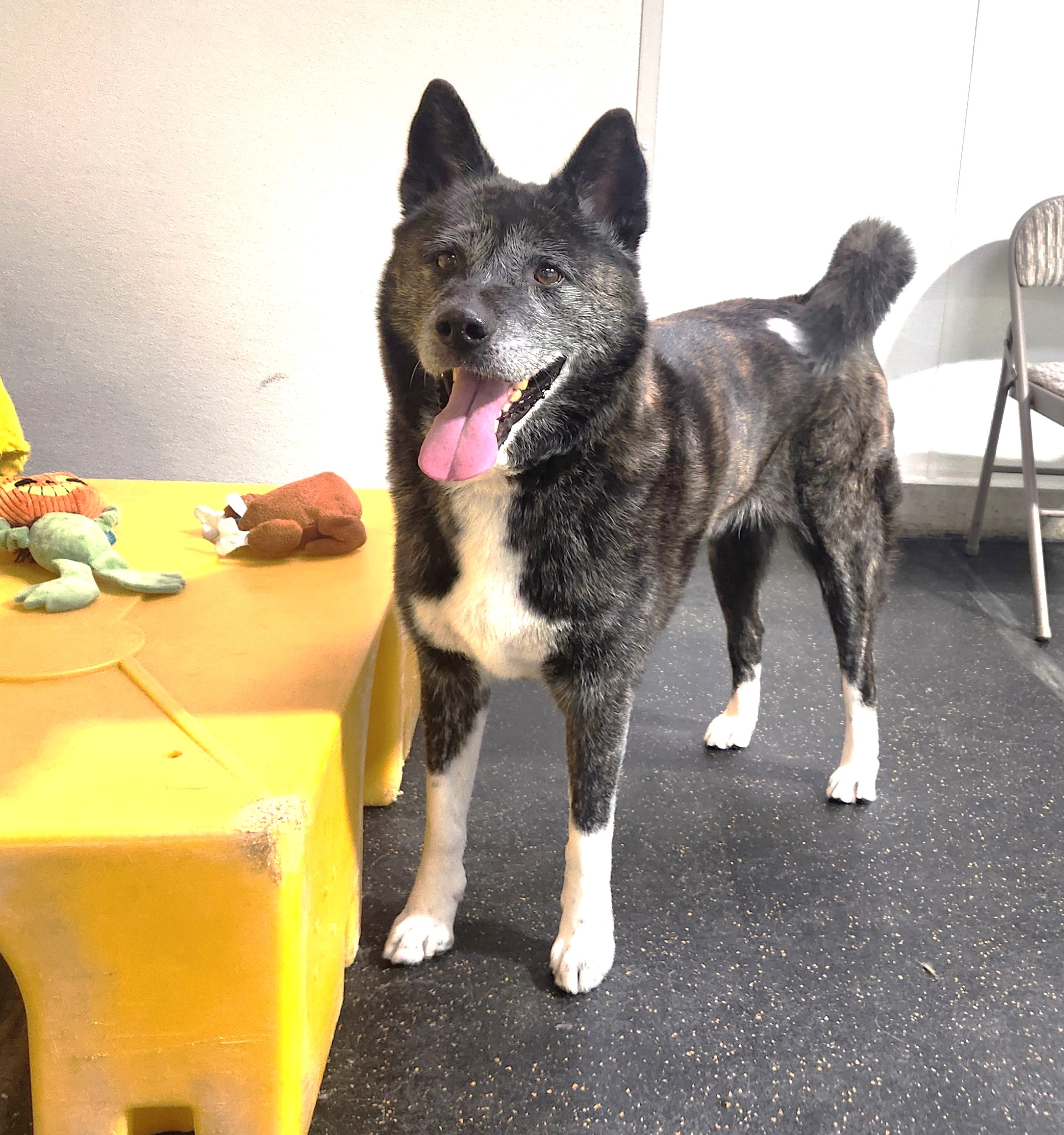 Namaste Akita Rescue Alliance Adoptable Akitas in California