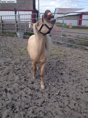 WELCOME TO TINY TALES PONY RESCUE SOCIETY! Thank you for stopping by!