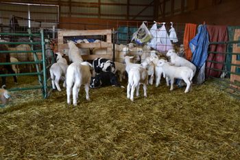 Baby lambs surrounding Lynn, they are facinated with him
