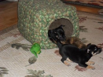 Kelpie puppies playing in the cave.
