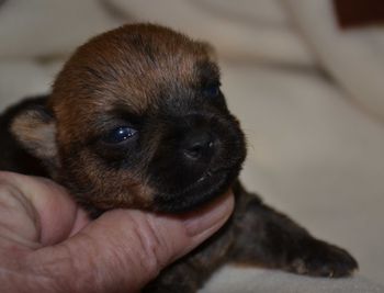 Little Pup Rocky two wks
