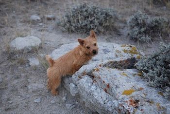 LaPrele Kare "Spot" playing in the rocks. Neutered and in a wonderful pet home.
