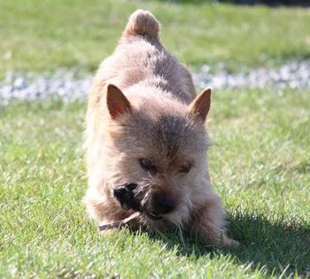 Tex catching a mouse
