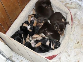 Febuary 2010 Kelpie pups taking a snooze.
