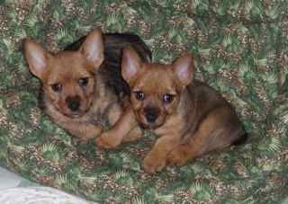 Norwich puppies about 8 weeks. Vegas on left, Toni on the right.
