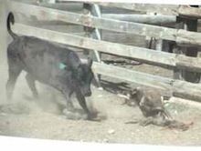 Jett working cattle at Kelpie National in Ellensburg, WA.
