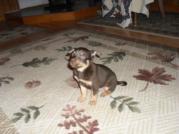 Kelpie pup checking me out.
