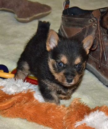 Black & Tan Female 5 Weeks At 10 weeks gone on to having adventures in her pet home in Colorado
