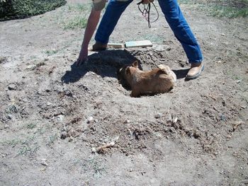 Doc, doing his earth dog thing.
